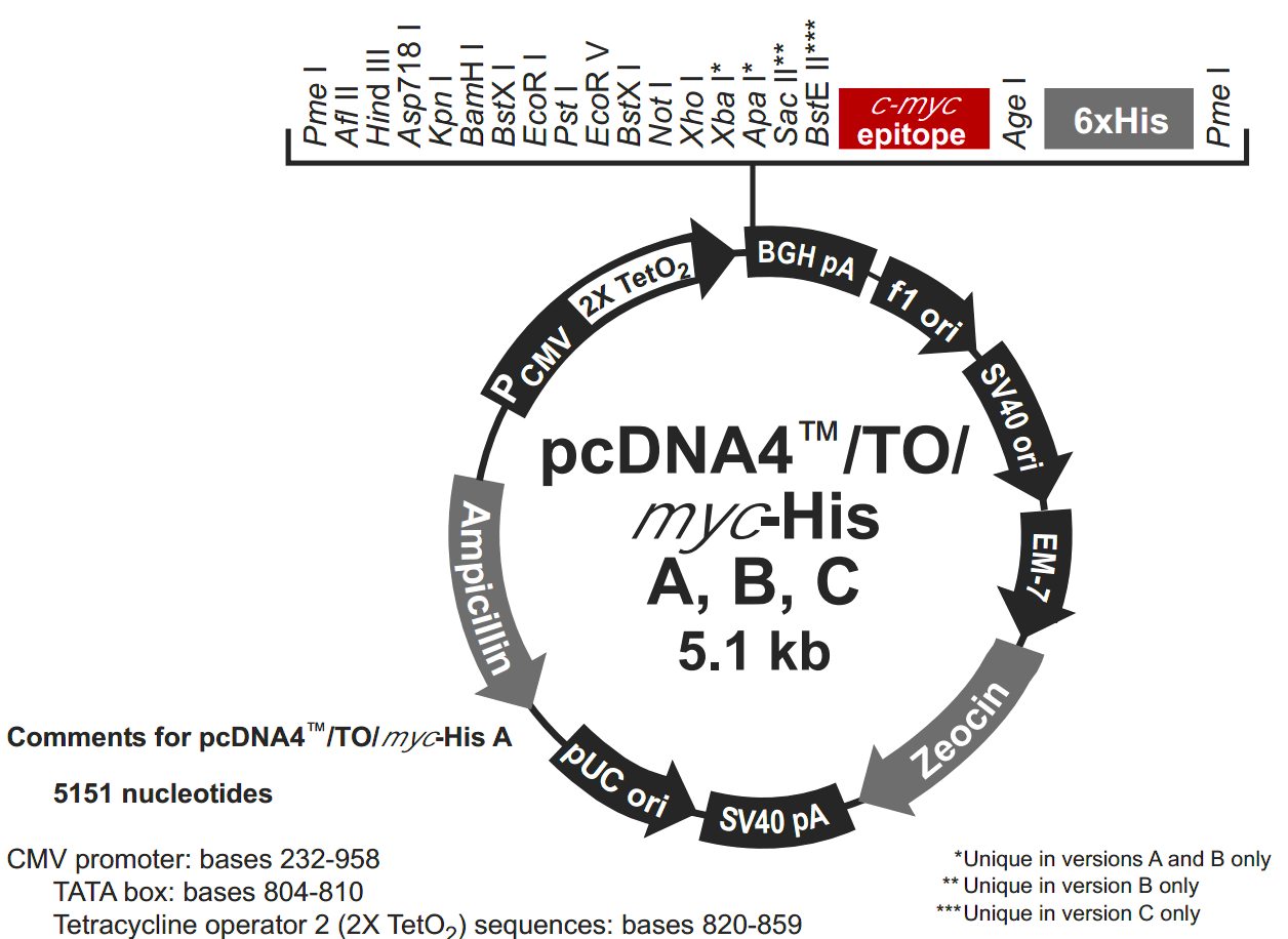 pcDNA4-TO-myc-His B 载体图谱